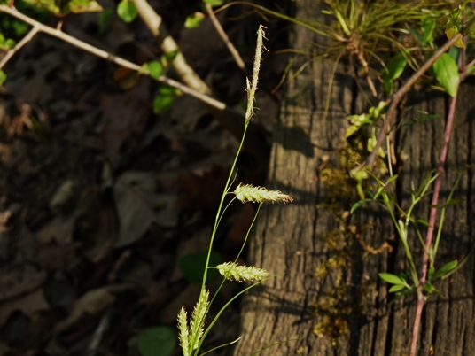 {Carex cherokeensis}